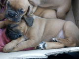 Собаки, щенки Боксер, цена 2500 Грн., Фото