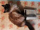 Кішки, кошенята Бірманська, Фото