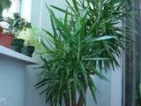 Домашні рослини Пальми, ціна 90 Грн., Фото