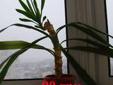 Домашние растения Пальмы, цена 90 Грн., Фото