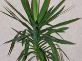 Домашні рослини Пальми, ціна 150 Грн., Фото