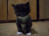 Кішки, кошенята Менск, ціна 10000 Грн., Фото