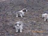 Собаки, щенки Московская сторожевая, цена 1600 Грн., Фото