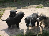 Собаки, щенки Неизвестная порода, цена 1 Грн., Фото