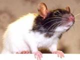 Грызуны Домашние крысы, цена 1 Грн., Фото