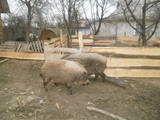 Тваринництво,  Сільгосп тварини Свині, ціна 7000 Грн., Фото