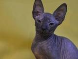 Кішки, кошенята Донський сфінкс, ціна 5000 Грн., Фото