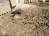 Животноводство,  Сельхоз животные Свиньи, цена 7000 Грн., Фото