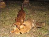 Собаки, щенята Гладкошерста такса, ціна 1000 Грн., Фото