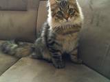 Кошки, котята Сибирская, цена 5000 Грн., Фото
