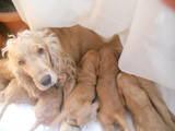 Собаки, щенки Английский коккер, цена 1200 Грн., Фото
