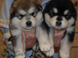 Собаки, щенки Аляскинский маламут, цена 8000 Грн., Фото