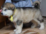 Собаки, щенята Аляска маламут, ціна 8000 Грн., Фото