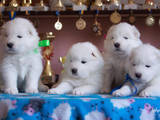Собаки, щенки Самоед, цена 30000 Грн., Фото