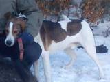 Собаки, щенята Веймарська лягава, ціна 1000 Грн., Фото