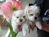 Собаки, щенки Мальтийская болонка, цена 400 Грн., Фото