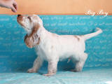 Собаки, щенята Англійський коккер, ціна 8000 Грн., Фото