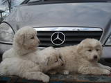 Собаки, щенята Кавказька вівчарка, ціна 5000 Грн., Фото