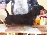 Собаки, щенята Жорсткошерста такса, ціна 3000 Грн., Фото