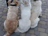 Собаки, щенята Золотистий ретрівер, Фото