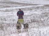 Собаки, щенята Аляска маламут, ціна 5000 Грн., Фото