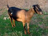 Тваринництво,  Сільгосп тварини Кози, ціна 8000 Грн., Фото