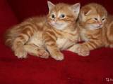 Кішки, кошенята Бомбейська, Фото