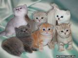 Кішки, кошенята Азіатська таббі, Фото