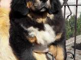 Собаки, щенята Тибетський мастиф, ціна 25000 Грн., Фото
