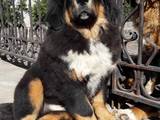 Собаки, щенки Тибетский мастиф, цена 25000 Грн., Фото