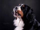 Собаки, щенята Гірський собака Берна, ціна 10000 Грн., Фото