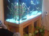 Рибки, акваріуми Акваріуми і устаткування, ціна 7000 Грн., Фото