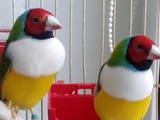 Попугаи и птицы Разное, цена 800 Грн., Фото