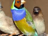Папуги й птахи Різне, ціна 800 Грн., Фото