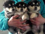 Собаки, щенки Аляскинский маламут, цена 3200 Грн., Фото