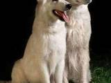 Собаки, щенята Біла Швейцарська вівчарка, ціна 7000 Грн., Фото