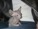 Кошки, котята Донской сфинкс, цена 1250 Грн., Фото