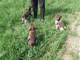 Собаки, щенки Неизвестная порода, цена 1500 Грн., Фото