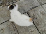 Кошки, котята Турецкий ван, цена 2500 Грн., Фото