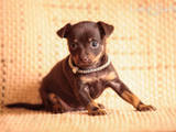 Собаки, щенята Російський гладкошерстий тойтерьер, ціна 6000 Грн., Фото