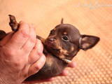 Собаки, щенки Русский гладкошерстный тойтерьер, цена 6000 Грн., Фото