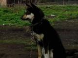 Собаки, щенята Східно-сибірська лайка, ціна 0.10 Грн., Фото