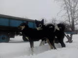 Собаки, щенята Східно-сибірська лайка, ціна 0.10 Грн., Фото