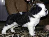 Собаки, щенята Сенбернар, ціна 7000 Грн., Фото