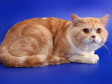 Кошки, котята Спаривание, цена 1000 Грн., Фото