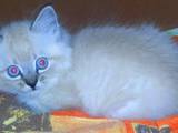 Кошки, котята Сиамская, цена 480 Грн., Фото