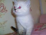 Кошки, котята Сиамская, цена 480 Грн., Фото