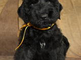 Собаки, щенки Черный терьер, цена 12000 Грн., Фото