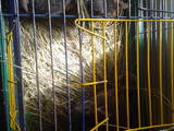 Грызуны Шиншиллы, цена 200 Грн., Фото