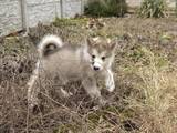 Собаки, щенки Аляскинский маламут, цена 15000 Грн., Фото